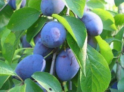 Слива Стенлей [2-річна з відкритим коренем]