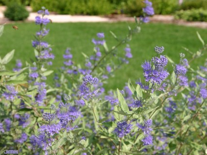 Каріоптеріс Синій туман (Caryopteris blue mist)