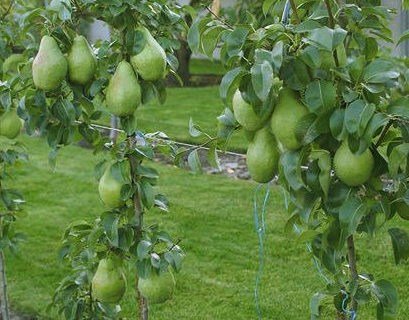 Груша колоновидна Сапфіра [1-річна з відкритим коренем]