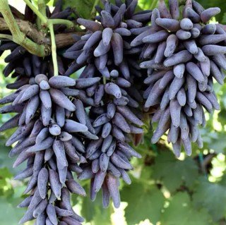 Виноград Кишмиш Хелловін, Хелоуїн, Хеллоуін (Halloween)