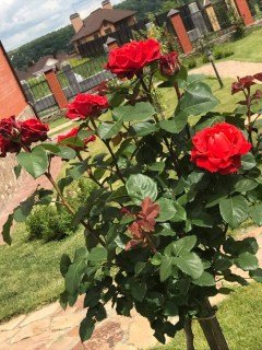 Троянда на штамбі Ель Торо