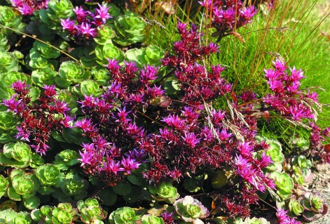 3753_Sedum-spurium-Purpurteppich