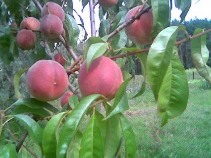 Персик сорт Пам'яті Гришко [2-річний з відкритим коренем]