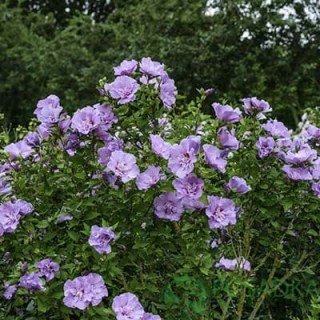 Гібіскус сирійський Лавендер Шифон (Lavender Chiffon)