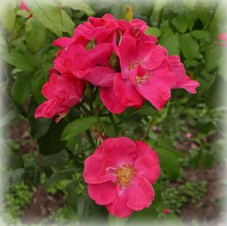 Троянда Лейпциг (Leipzig) 