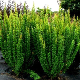 Барбарис тунберга Еректа [контейнер 0.5л.]