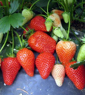 Полуниця Альба