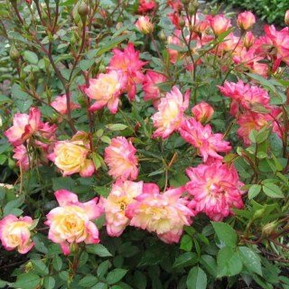 3a23f4cf7dfa1c5d716d4aa78b5d9b79