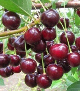 3ca80f8ea3b9f8255190dca0735777f0