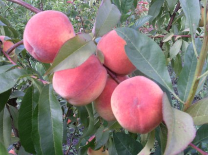 Персик Твард Тардив Т1 (Вулкан) [1-річний з відкритим коренем]