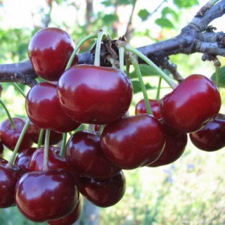 Вишня Подбєльського [2-річний з відкритим коренем]