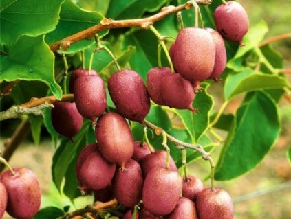 Актинідія аргута Скарлет Септембе (Scarlet September)