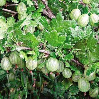 3f3ec1729a5348075ce4e53d1f0135e0