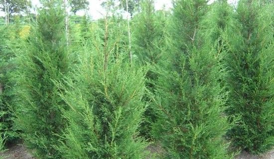 3f50d09ad88746feb7f45b51d2645012