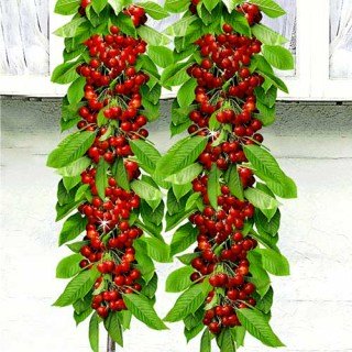 Черешня колоновидна Сільвія [2-річна з відкритим коренем]