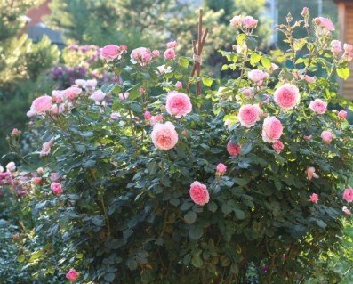 Троянда англійська Джеймс Гелвей (James Galway) [контейнер 2л.]