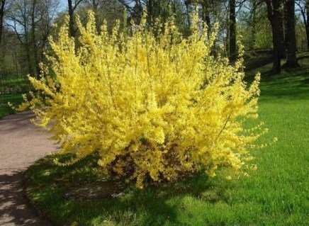 Форзиція Жеральда [контейнер 3л. 50см.]