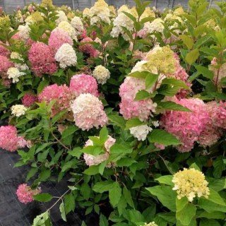 Гортензія волотиста Пінк енд Роуз (Pink & Rose)