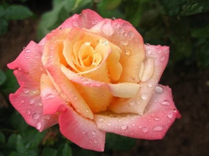 Троянда Летиция Каста (Laetitia Casta)