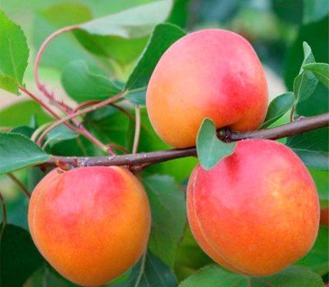 Абрикос Ерлі Ред Оранж [2-річний з відкритим коренем]