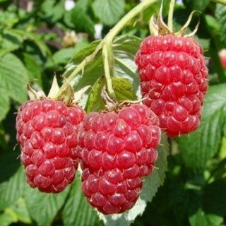 Малина Осіннє танго [2-річна з відкритим коренем]