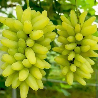 Виноград Кишмиш Ламборджині