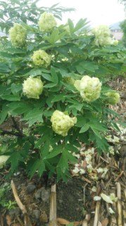 Піон деревовидний Dou Lu (сіянець)