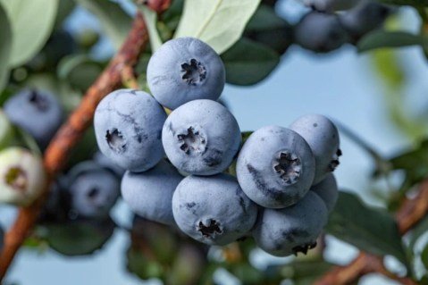 Лохина (голубика) Бонус (Bonus) [1-річна, контейнер 0.5л]