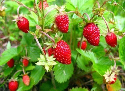 Суниця Алі-баба