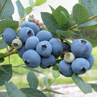 Лохина (голубика) Блю Джей (Blue Jey)