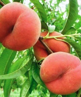 Персик інжирний Сатурн [2-річний з відкритим коренем]