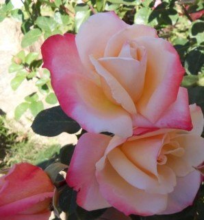 43770-e1542816483912