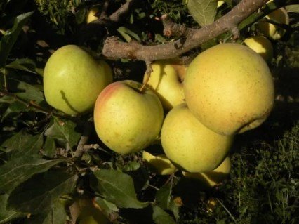 Яблуня Голд Раш [1-річна з відкритим коренем]