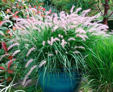 Пенісетум лисохвостовий Хамельн (Hameln)