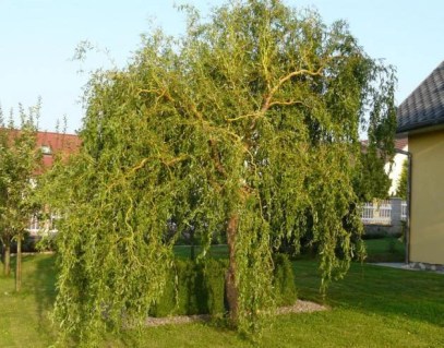 Верба Матсудана