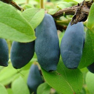 Жимолость їстівна Ведмедиця (Медведица) [1-річна, контейнер 0.5л]