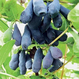 Жимолость съедобная Ленинградский великан