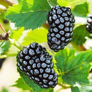 Ожина Вікторія (Victoria) 