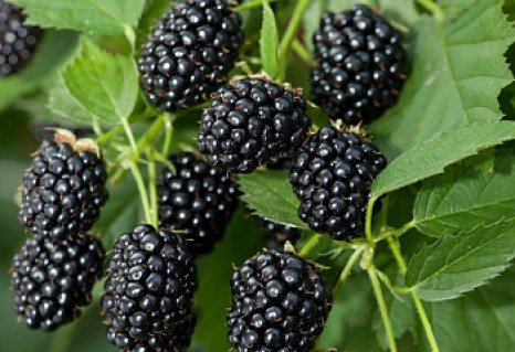 Ожина Оркан (Orkan)