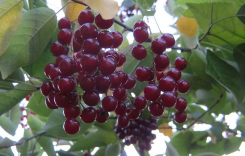 Черемха їстівна Світанок [1-річна з відкритим коренем]