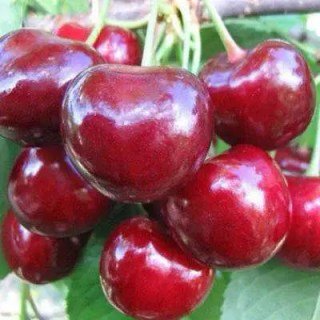 Черешня Вогняна куля [2-річна з відкритим коренем]