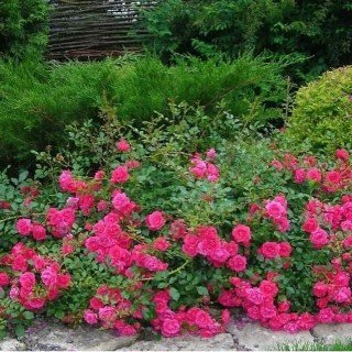 Троянда грунтопокривна Роді (Rody)