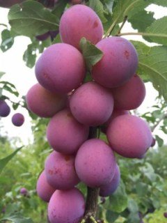 Слива колоновидна Блю Світ [2-річна з відкритим коренем]