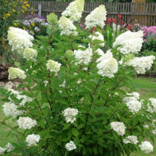 Гортензія волотиста Кіушу (Kyushu) [2-річна в контейнері]