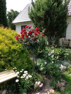 Троянда на штамбі Європеана (Europeana)