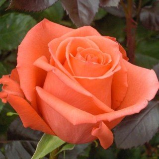 Троянда на штамбі Стар 2000 (Star 2000)