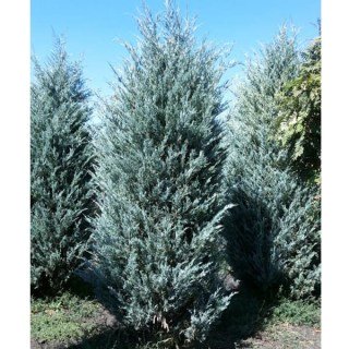 Ялівець скельний Мунглоу (Moonglow) [60см., контейнер]