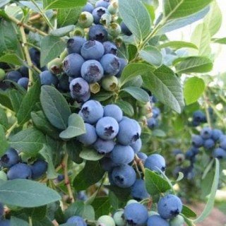 Лохина (голубика) Еліот [1-річна, контейнер 0.5л]