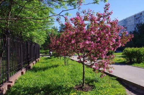 Яблуня райська Недзвецького [1-річна з відкритим коренем]
