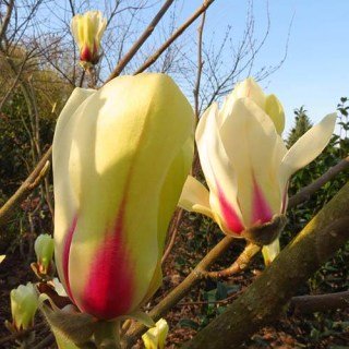 Магнолія Санрайз (Sunrise)